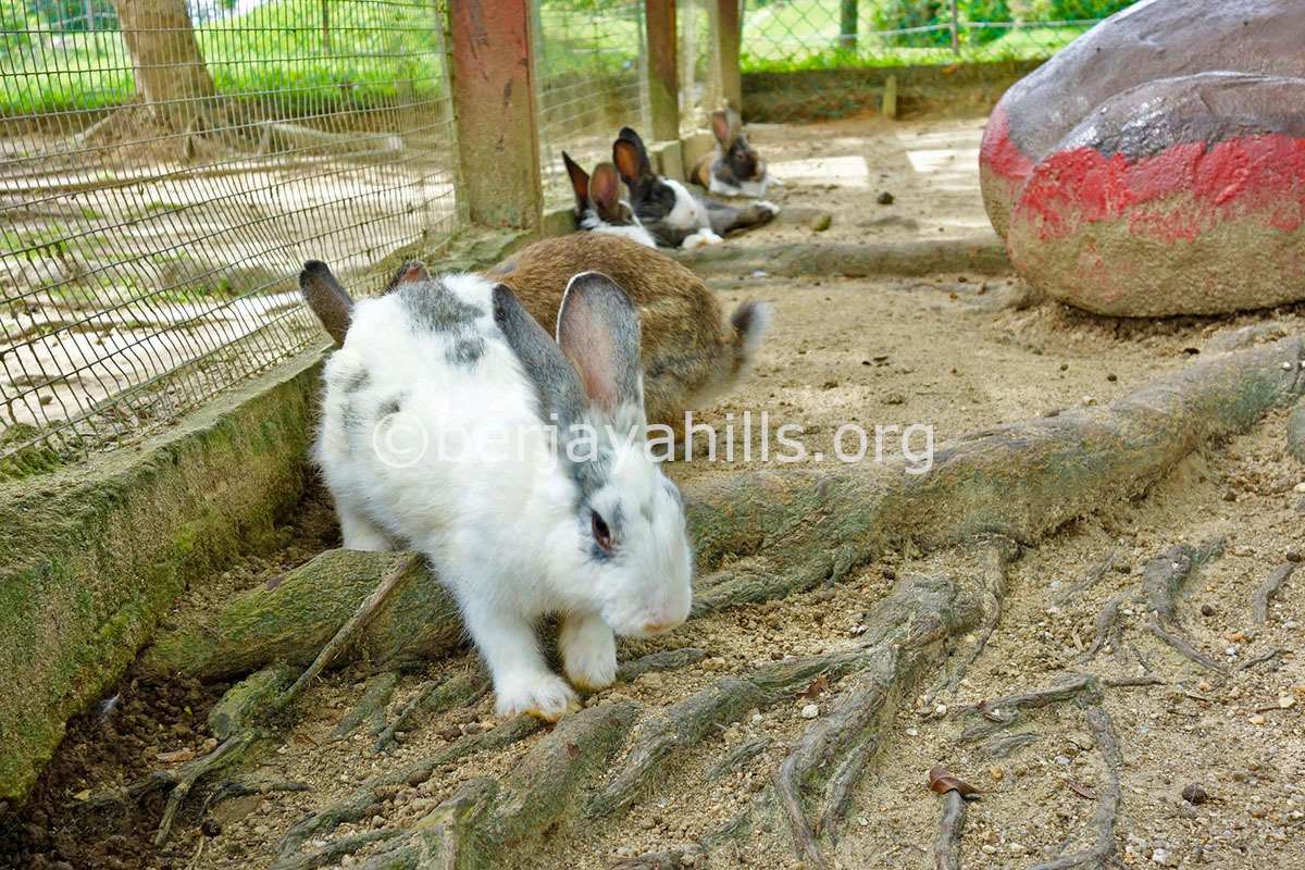 Rabbit Farm Park & Zoo