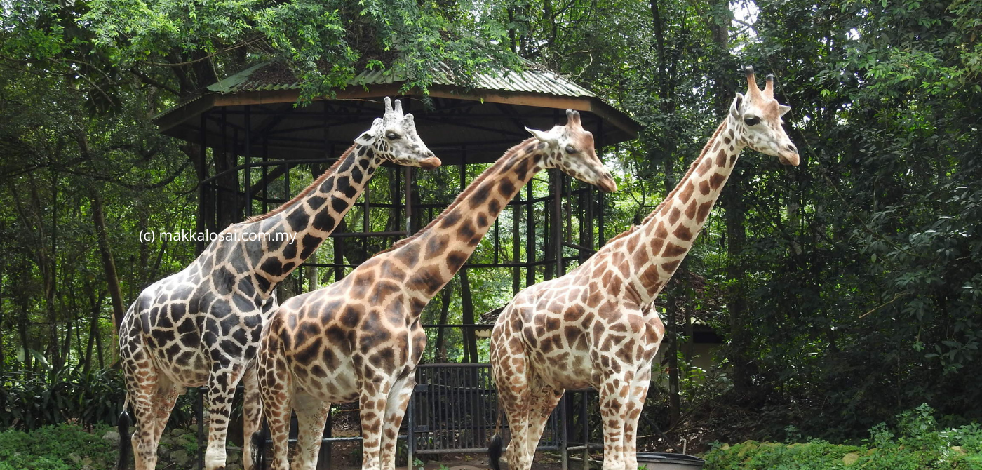  Zoo Melaka